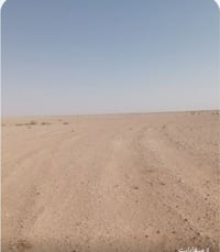 باديت النجف فوك • ١٥٠دونم • أرض زراعية