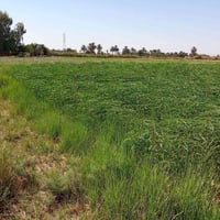 اليوسفية بغداد • دونم طابو زراعي • واجهة ٤٠م