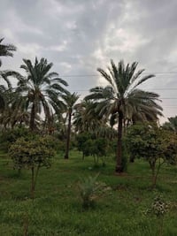 فلاح حدائق • تنسيق حدائق • الحلة العسكري