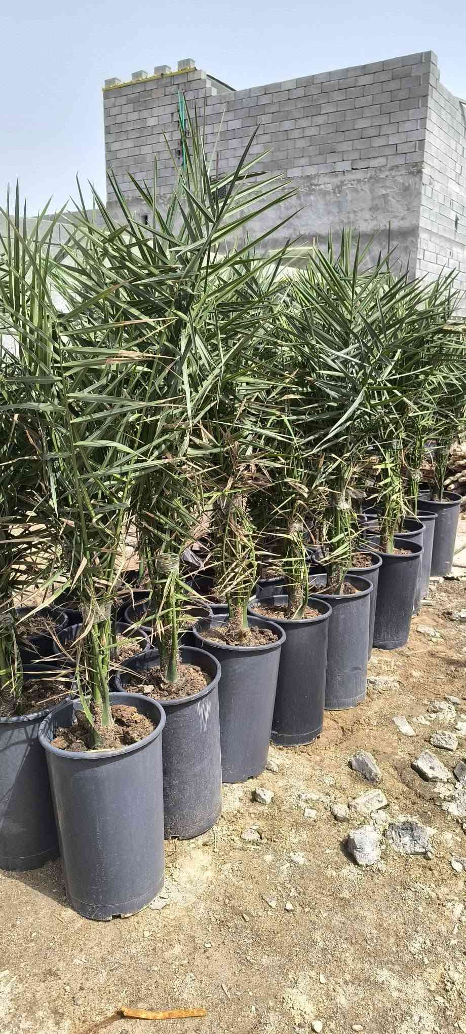 متوفر نخيل نسيجي بكل الانواع والاصناف والاحجام 

للاستفسار اكثر التواصل معنا بإدارة المهندس عبد الحسن محمد العامري *********** البصرة, العراق

نص مكتوب في الصور:
- REDMI NOTE 13 Pro+ 5G 2026.04.26 17:07
- REDMI Note 13 Pro 5G 2026.09.03 10:28