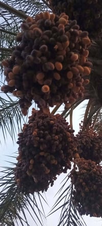 فسائل سلطاني • شتلات • ٣٠