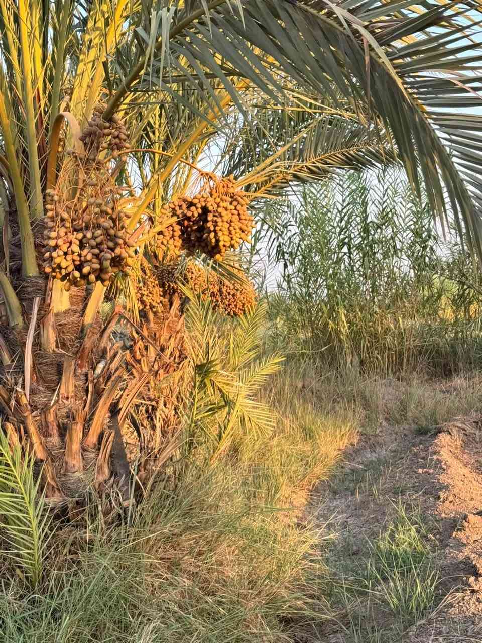 دونم مزرعه للبيع خدمات كامله  خلف جامعه بابل  سند 25 فاتح بيان تحويل مباشر
@السعر مناسب جدا   للاستفسار اكثر 

***********  فائز التميمي
