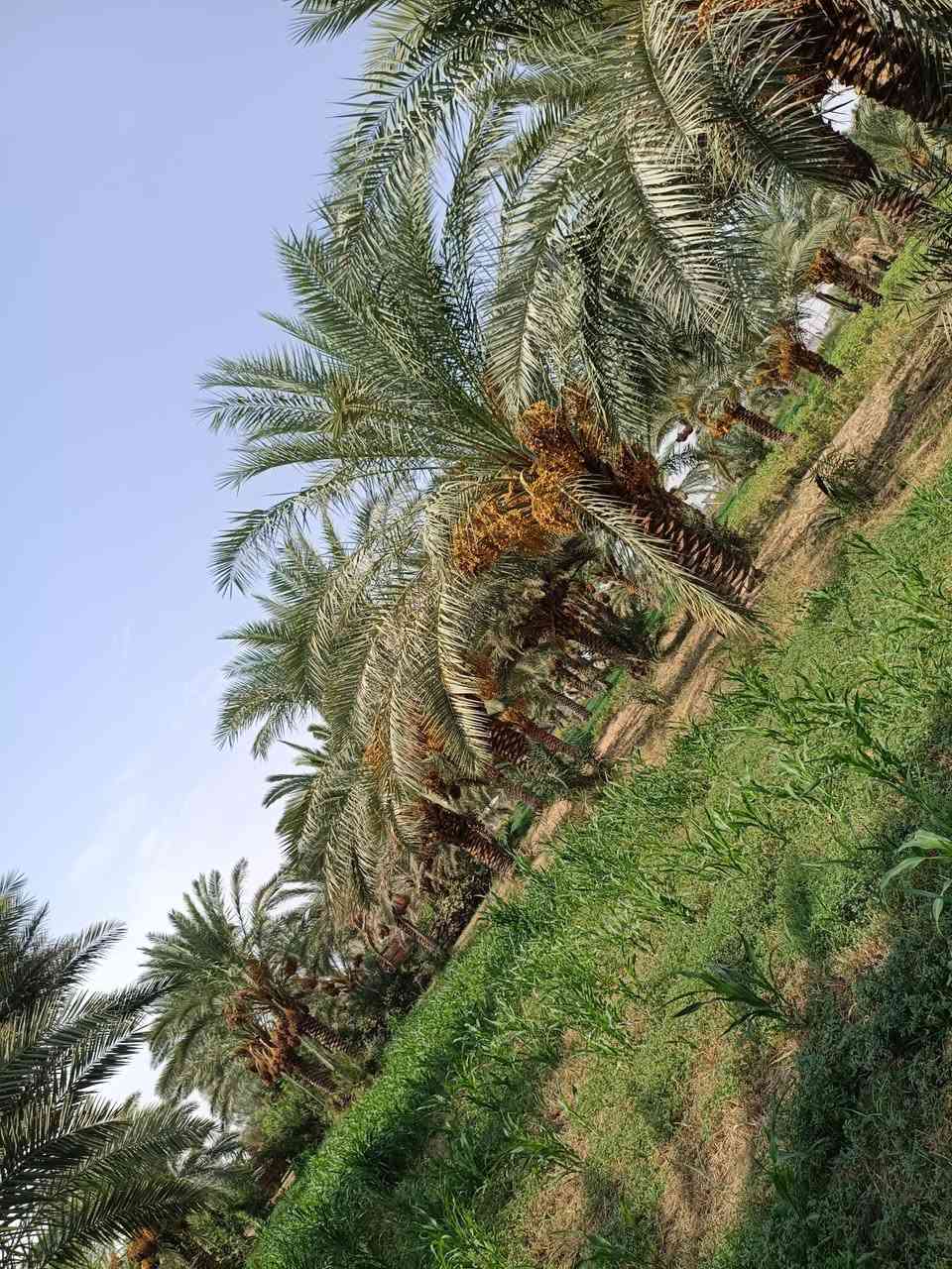 سلام عليكم
يوجد تمر للبيع زهدي وشويثي وعمراني بستان كامل تمر معلك (يعني تكص وتاخذ ) عنوان دوانيه مركز فسايل مختلفه200 نخله  ***********
