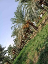 بستان كامل • ٢٠٠ نخلة • دوانيه