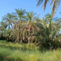 بستان • ١١٠٠م • طابو زراعي