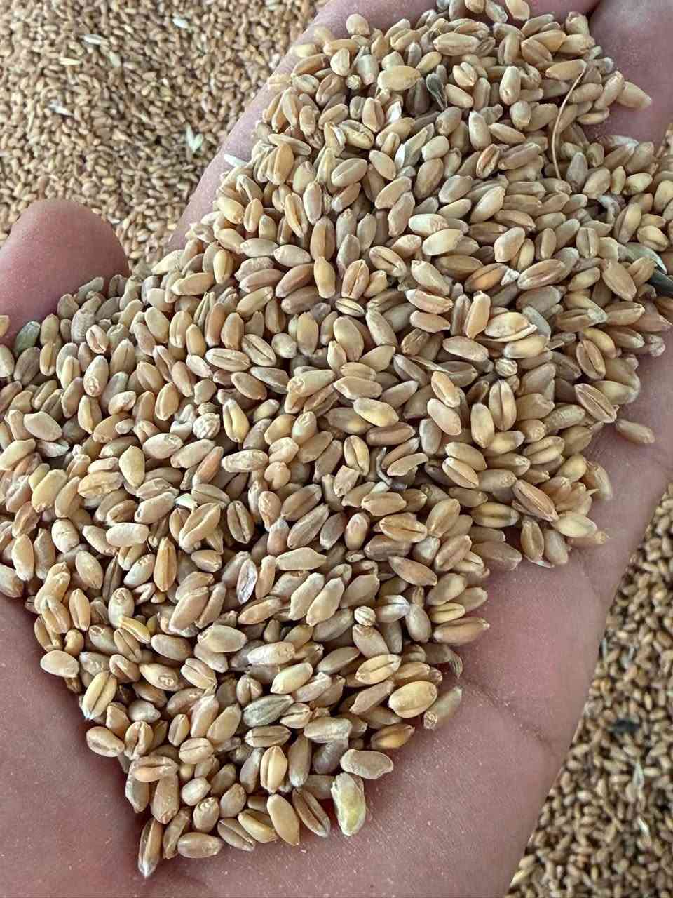 السلام عليكم ورحمه الله
تم وصول حنطه الموصل شرط النظافه 

ترهم علف وبذور او طحن 

بسعر مناسب التوصيل متوفر 

العنوان بابل الكفل مقابل جسر الكفل 

الاستفسار *********** محمد ضياء

