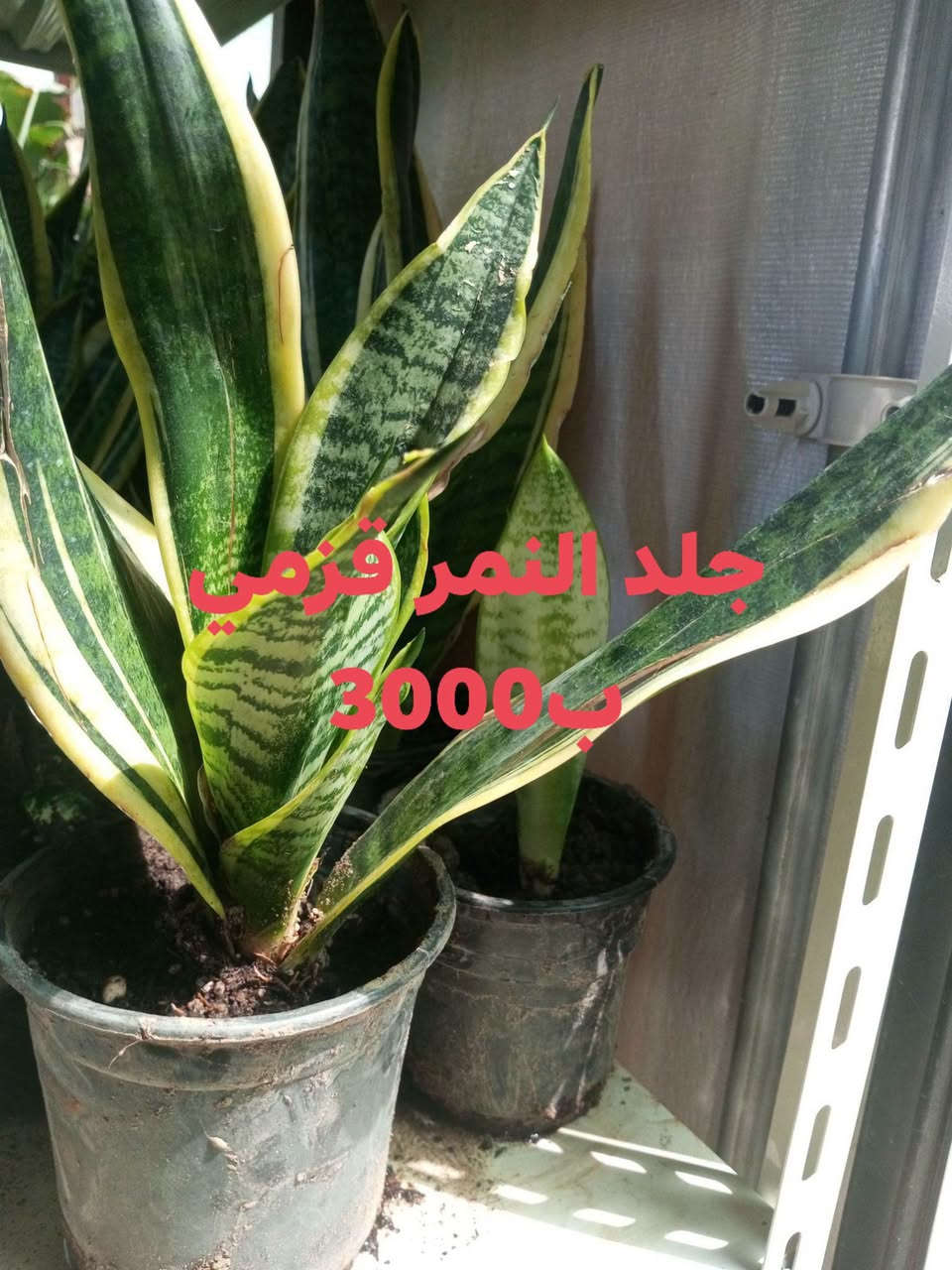 عرض خاص لمدة يومين فقط 🔥
هذا العرض مابي توصيل 
العنوان الحود الشارع العام مقابيل الحود مول مشتل الظلال قرب مفرق الزاوية ***********
الاسعار مكتوبه على الصور
