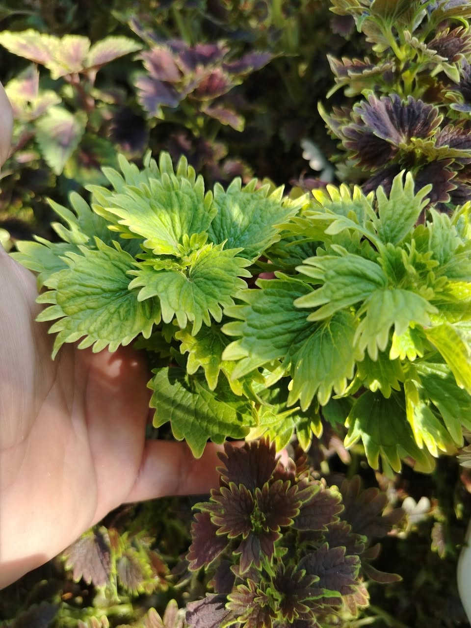 السلام عليكم مشتل حسين مناف/
انواع الورود انواع الاشجار انواع النباتات/

🌴🪴🍀☘️🌿🌱🌹🌷🌸💮
رقم مشتل❤/***********
