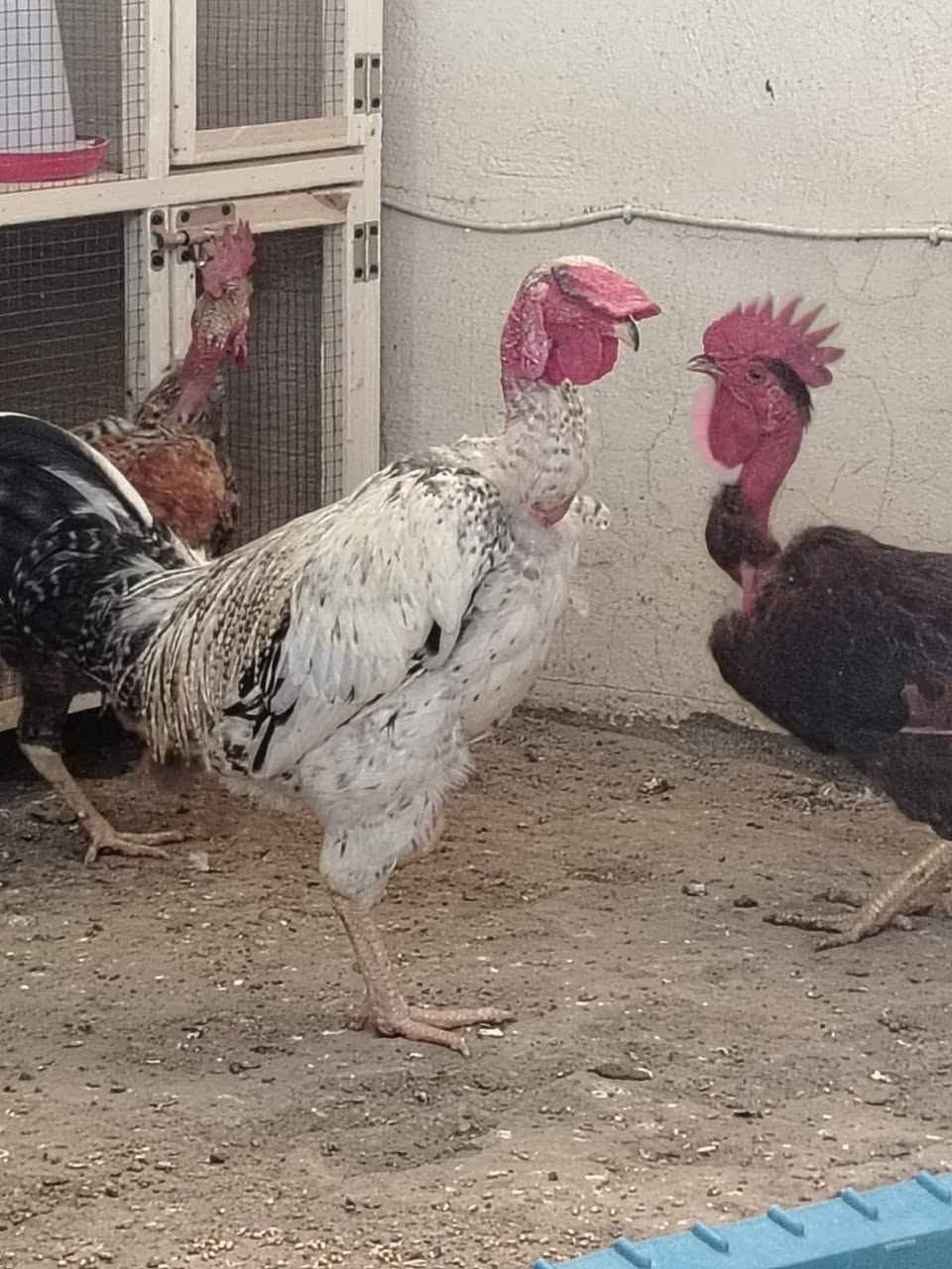 ٥ ديوجه • افحل • درجة اولى