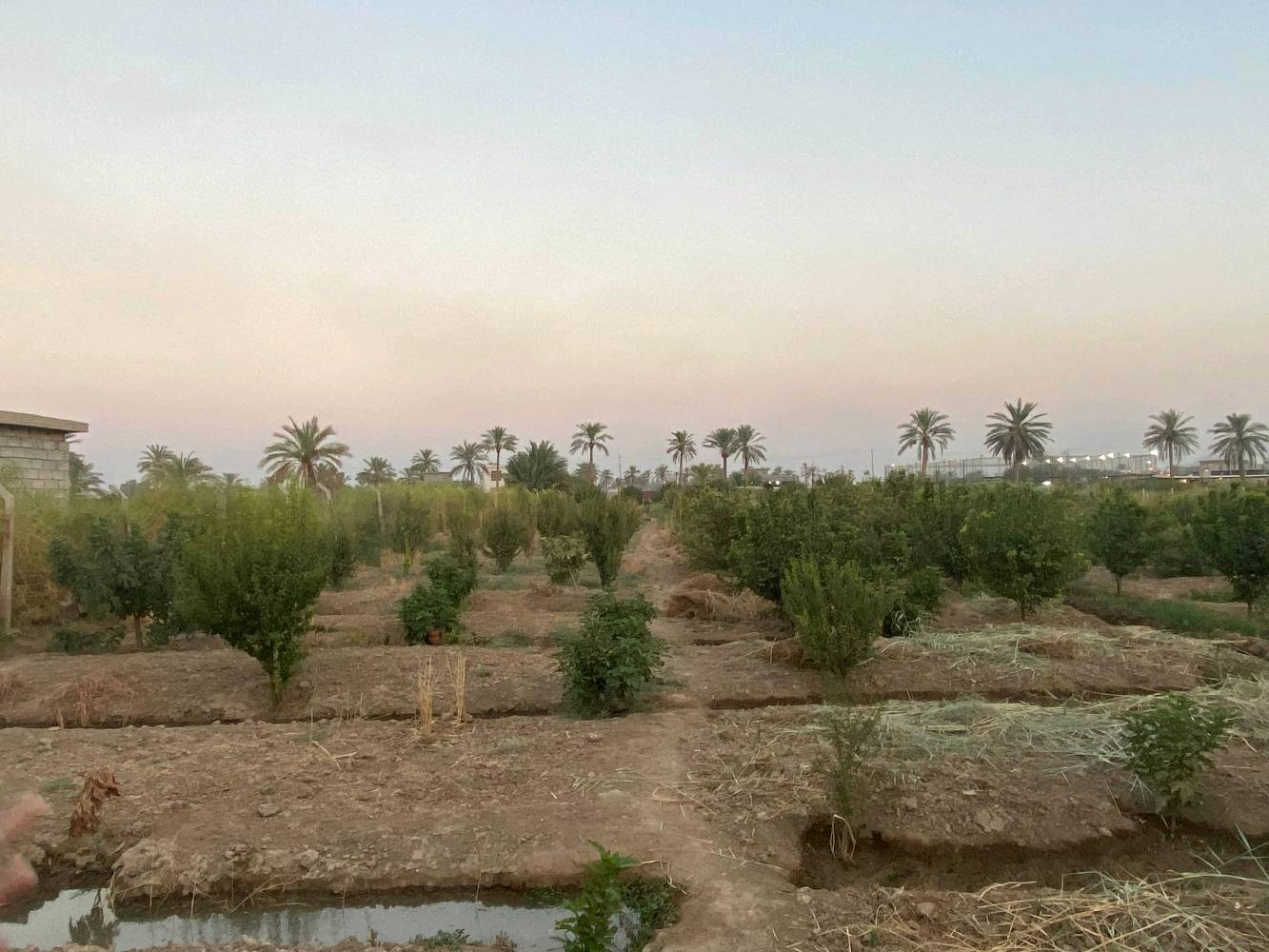 بستان زراعية للبيع الموقع صلاح الدين عزبز بلد مدخل 5  للاستفسار الاتصال بالرقم التالي *********** يوجد فيها آبار عدد 2 وكهرباء وماء حلو واشجار فواكه آلو مشمش تين لنك الدنيا تفاح كوجه الخ