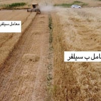 مبيد سلفر • قبل الإنبات • توصيل العراق