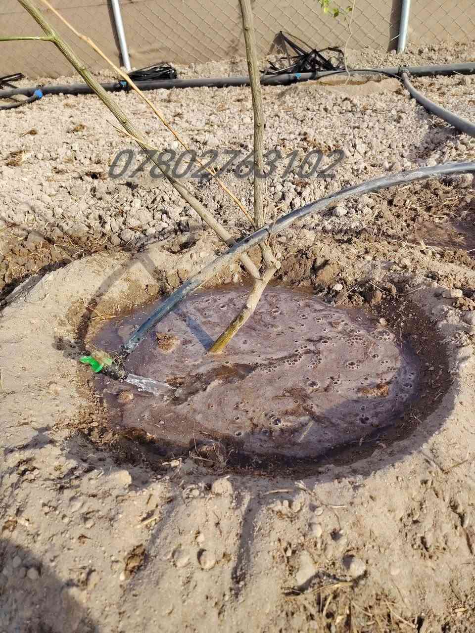 السـلام عليـكم 
👷 عمـل وتأسيس منضومة التنقيط والمرشات 
📐 نعمل بأحدث الطرق المتميزه . عمل هندسي
💦مستعدون لتنقيط المزارع والبساتين والحدائق.....
🪏تجهيز الدوانم الفارغه وزراعتها الفسائل والأشجار... 
🔨 دقـه . التزام . تنفيـذ
📞 للتواصل ***********
