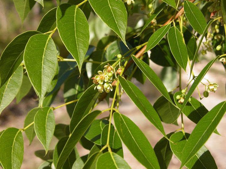 🌿🌳 السلام عليكم ورحمة الله وبركاته
لكل محبي الأشجار والطبيعة والجمال 🌱💚
اليوم نعرفكم على واحدة من الأشجار المميزة والقوية...
✨ شجرة الماهوجني الإفريقي ✨
وبسعر 10 الاف 
إرتفاع متر وربع 

🌱 ليش الماهوجني من الأشجار المميزة؟
🔹 سريعة النمو 🌿
من الأشجار سريعة النمو، وقد تحقق زيادات كبيرة في الارتفاع مع توفر الظروف المناسبة والعناية الجيدة.
🔹 تتحمل أنواع مختلفة من الترب 🌱
تستطيع النمو في أكثر من نوع من التربة، ويفضل لها أن تكون التربة جيدة الصرف ومناسبة لنمو الجذور.
🔹 تتحمل الظروف البيئية المختلفة ☀️🌿
تتمتع بقدرة جيدة على التأقلم، ومع العناية المناسبة يمكن زراعتها في بيئات مختلفة.
🔹 مناسبة للتشجير والمساحات الواسعة 🌳
تتميز بتاج واسع وكثافة خضرية جميلة، لذلك تُستخدم للحدائق والمتنزهات وعلى جوانب الطرق.
🔹 تمنح الظل 🌳☀️
مع نموها وتكوين تاجها الكثيف، توفر مساحة ظل جميلة ومريحة.
🔹 أزهارها عطرية 🌸
تتميز أزهار الماهوجني برائحة عطرية خفيفة ومميزة.
🔹 مفيدة للبيئة 🍃
تُعد من الأشجار المناسبة للتشجير وتوفير الظل والحماية ضمن مشاريع الغطاء النباتي.
🌳 الماهوغني... شجرة تجمع بين الجمال، سرعة النمو، وقوة التحمل 🌿💚
📍 متوفرة لدينا للمهتمين بالتشجير وتجميل الحدائق والمساحات الخضراء. 📩 للاستفسار أو الحجز راسلونا على الخاص.
واتساب ***********
🚛 يتوفر لدينا خدمه توصيل لجميع محافظات العراق 
🏡العنوان بابل/ المحاويل
