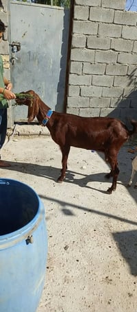 ماعز شاميه درجه اولى  الخشانه مبينه ست ابلوكات   مكفول سن وشطر عليه اع...
