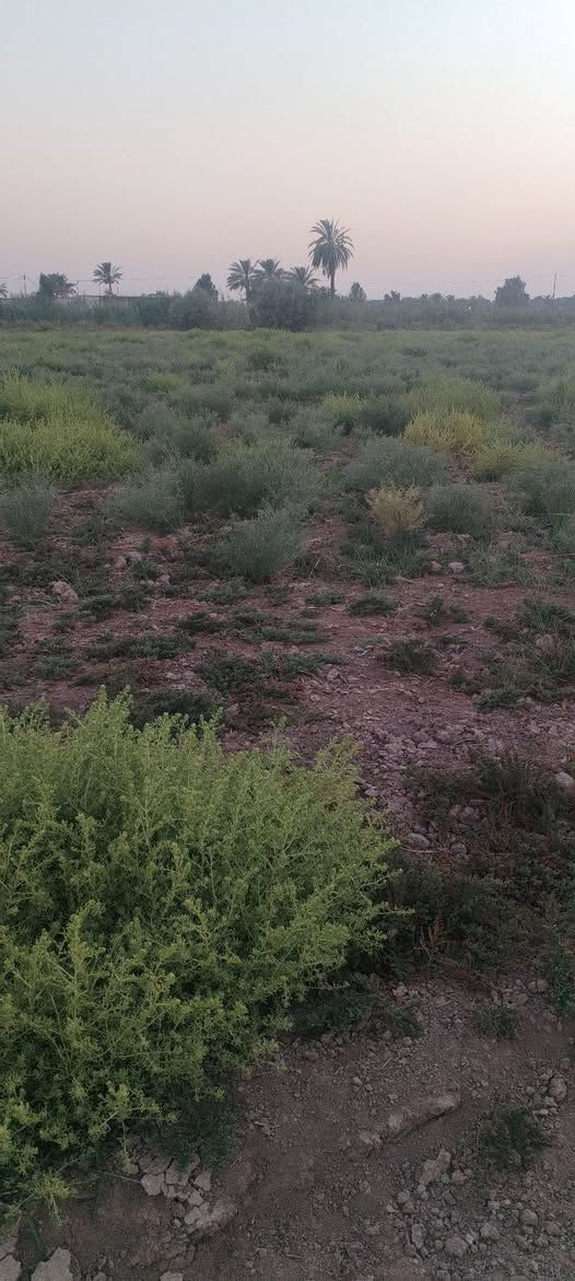 الجربوعيه • طابو زراعي • ٥ دونم