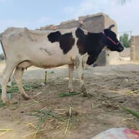 دابه • رابع بطن • تحلب خير