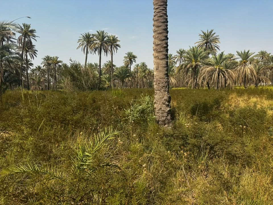 السلام عليكم
قطعه ارض مساحتها 1061 متر
نزالها 20 متر واجهتها لكل 100 متر 5 امتار
موقعها الفحامه قرب جامع جعفر النداوي 
في بستان بيت صعب
القطعه سعرها 210مليون
الشارع مقبل على خدمات تبليط ومي كهرباء
والي يريد كهرباء ومي كذلك اكدر اسويهم اله 
واي استفسار ***********
