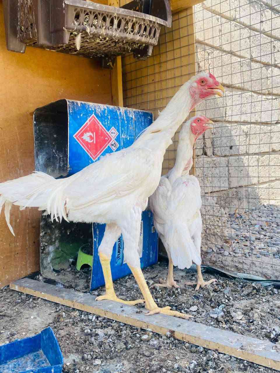 بسم الله ماشاء الله متاح طيره وفحل هراتي تركي لون ابيض الفحل مخلف عمره6اشهر ونص توه يصيح عملاق والدجاجه عمرها سنه وشهر مكان جنوب الموصل قريه الجدعه للاستفسار ***********(ملاحظه الما يعرف بيهم لايتعبني ويتعب نفسه)
