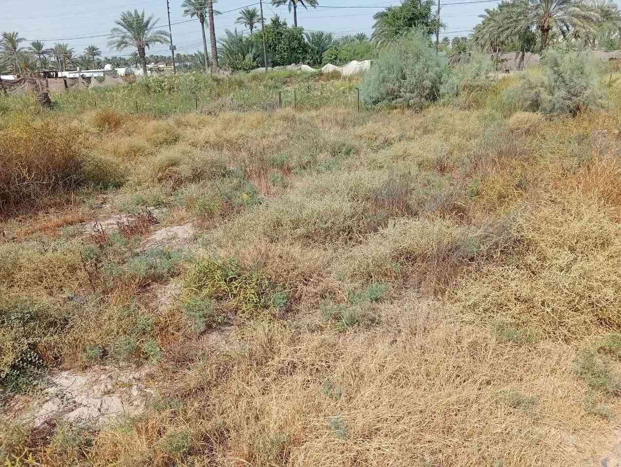 قطعة أرض • ٣٠٠م • شعب السريدات