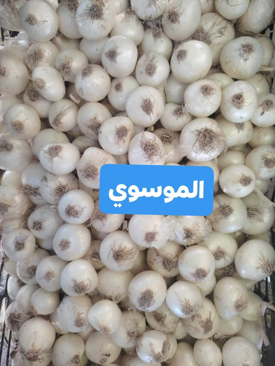 بذور بصل عريب ابو جرخ الحار 
درجه اولى معرب على ادينا ملگط راس راس 
العنوان بابل الكفل ***********
