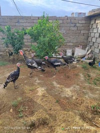 البصرة • ٧ فحول • ١ أماية