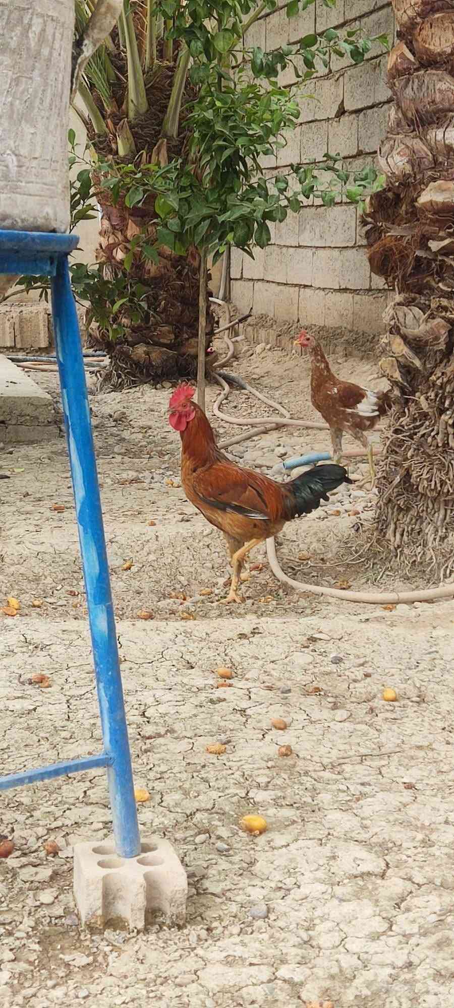 ديوجه عرب • سنة • ٤ للبيع