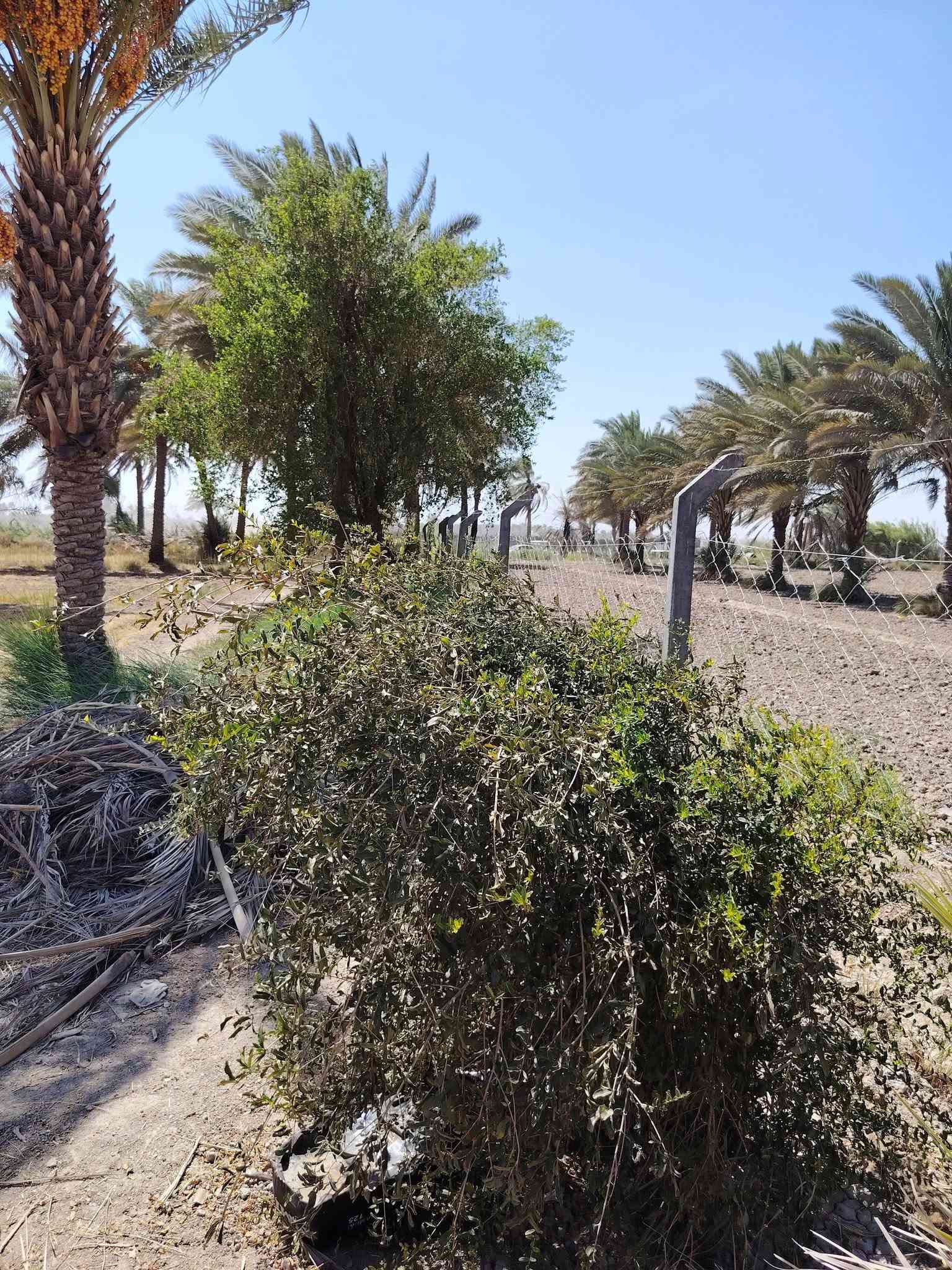 بستان عنوان طريق حله نجف خلف جامعه بابل مساحه 3دوانم وربع مساحه 8750متر طابو زراعي سند 25 بسمي تحويل سند بأسم المشتري ويبعد البستان عن طريق حله نجف 2ونص كيلو نهر سقي خلف البستان وماي اساله متوفر 24ساعه وبير ارتوازي سعر الكلي 190مليون
*********** وتساب 
*********** اتصال    مرخصة الادمن

نص مكتوب في الصور:
- نبتة