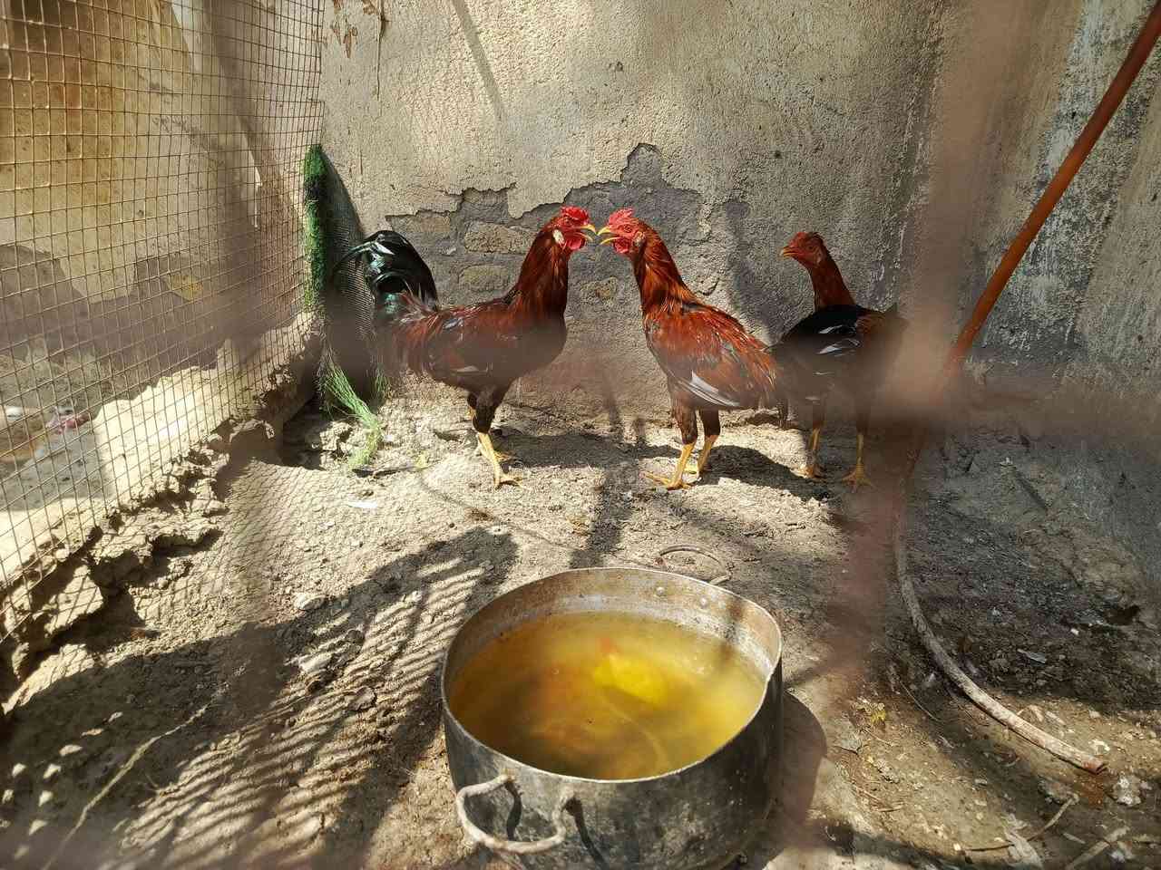 ديوجه حلوات لبيع سعر نتصال***********
