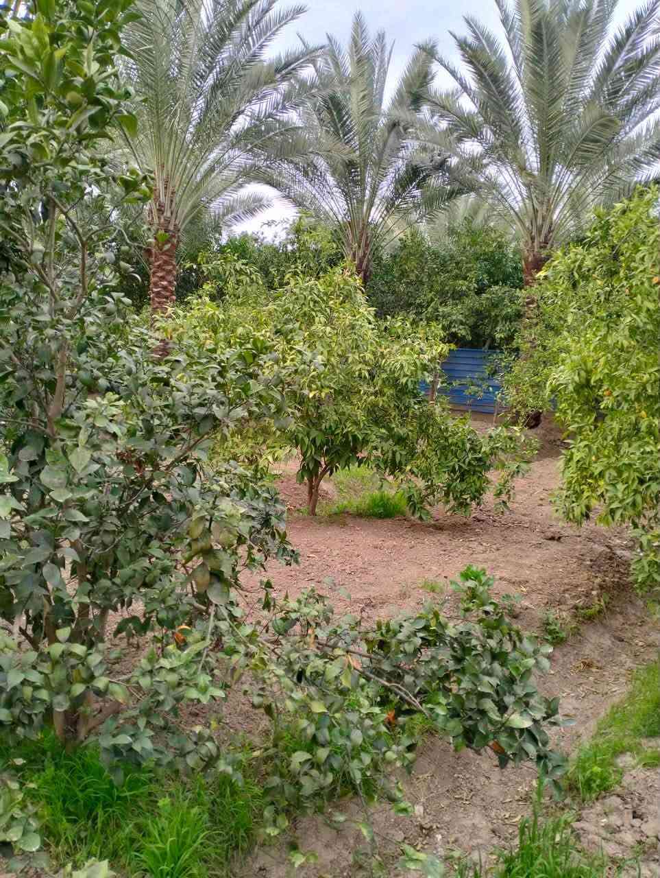 دونم • حمضيات ونخيل • الشيخ حمد