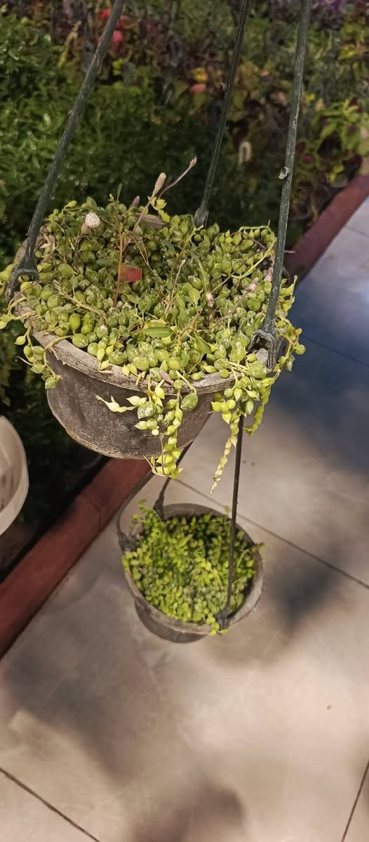 نباتات داخلية • نباتات خارجية