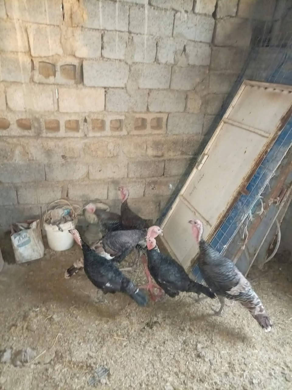كائنات غريبة • للبيع