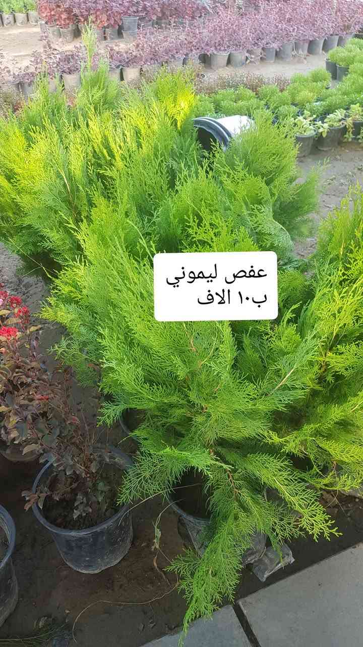 نباتات جديده متوفرة بالمشتل 
متوفر توصيل كل المحافظات 
رقم الحجز ***********

نص مكتوب في الصور:
- ياسمين هندي او فتنه
- شجره ذات ورد وعطر فواح
- ب ١٠ الاف
- عفص ليموني
- انتكوما ب ٥ الاف كبيره
- ورد الجمال ب ٣
- دورنتا ليموني ب ٣