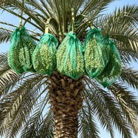 نخيل • تسميد بوتاسيوم • تغطية العذوق