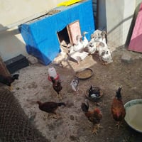 متاح • للبيع • قازات