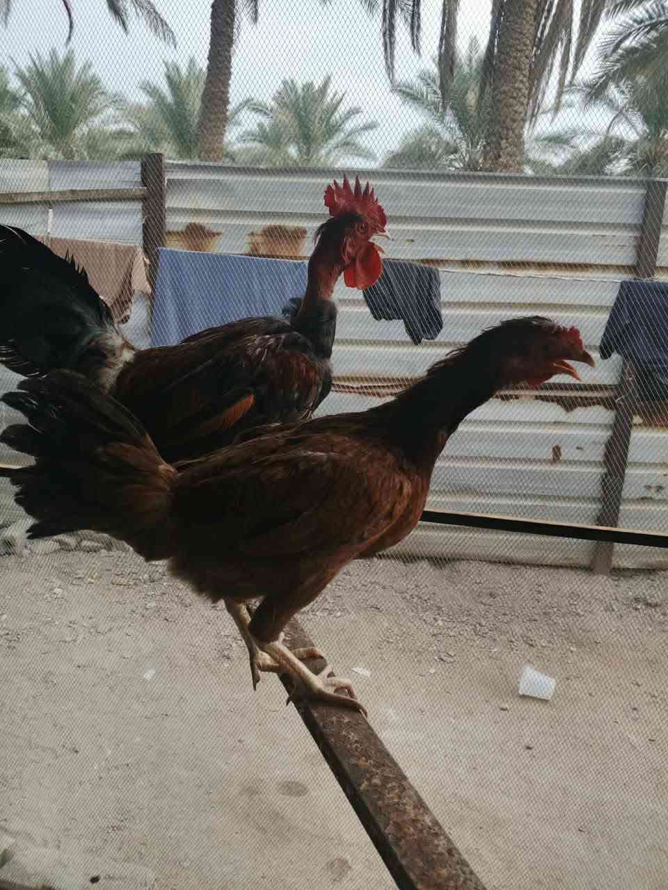 دجاجات • مبياض • مسيب