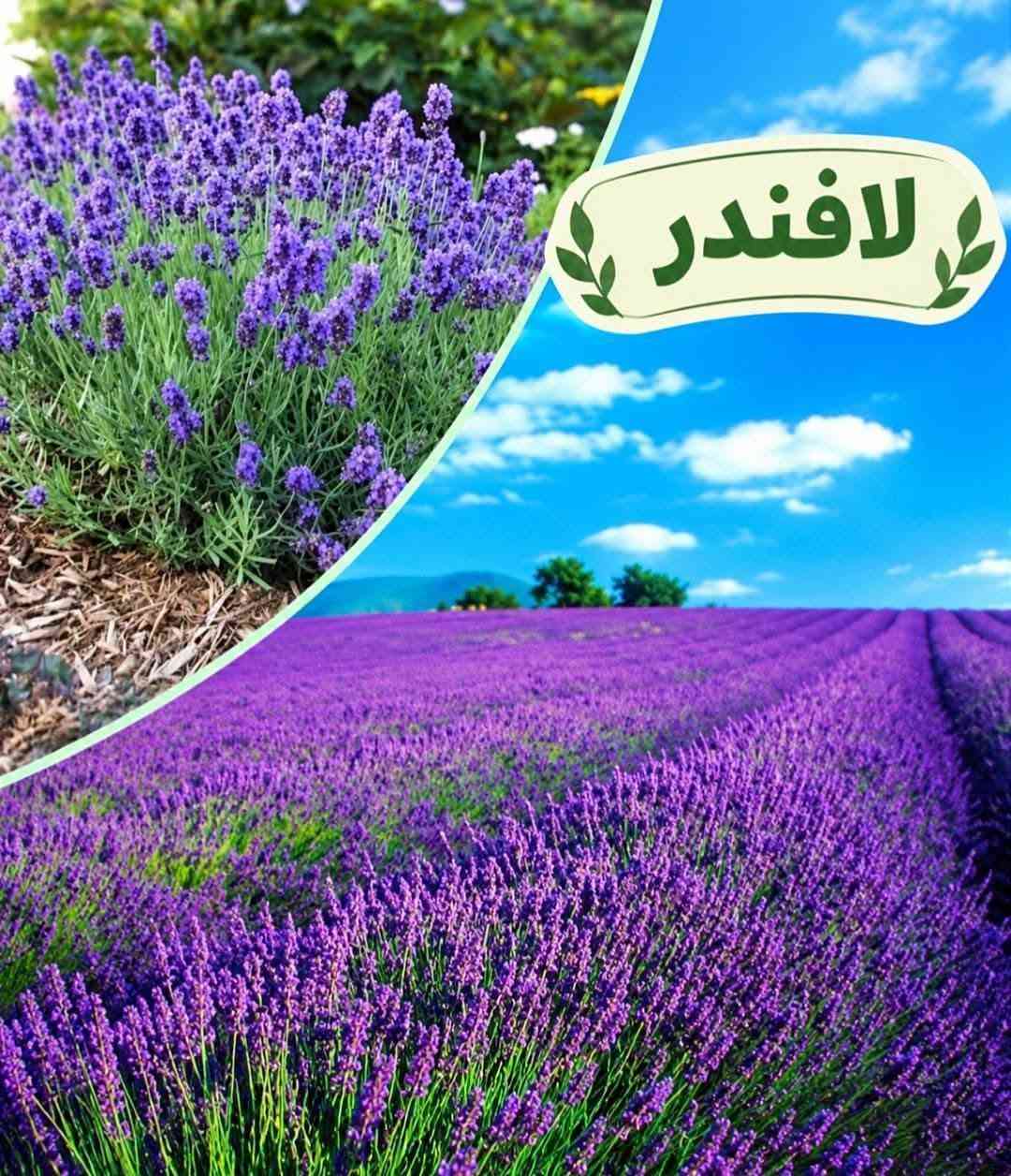 أشجار زينة • أنواع متعددة • توصيل لجميع المحافظات