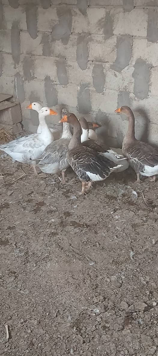 قازات • ٨ قطع • للبيع