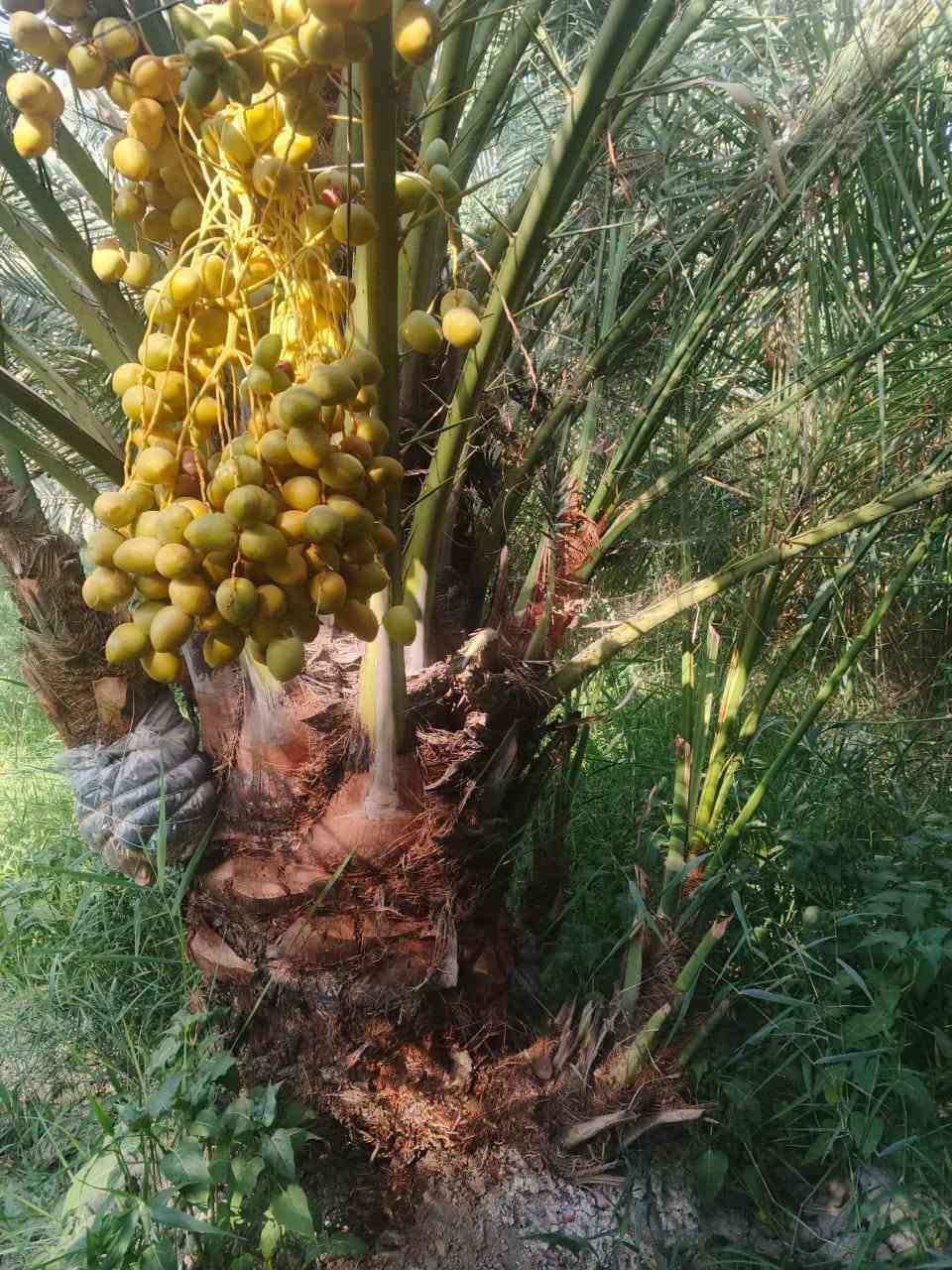نخل • فسيل وامايات • توصيل محافظات