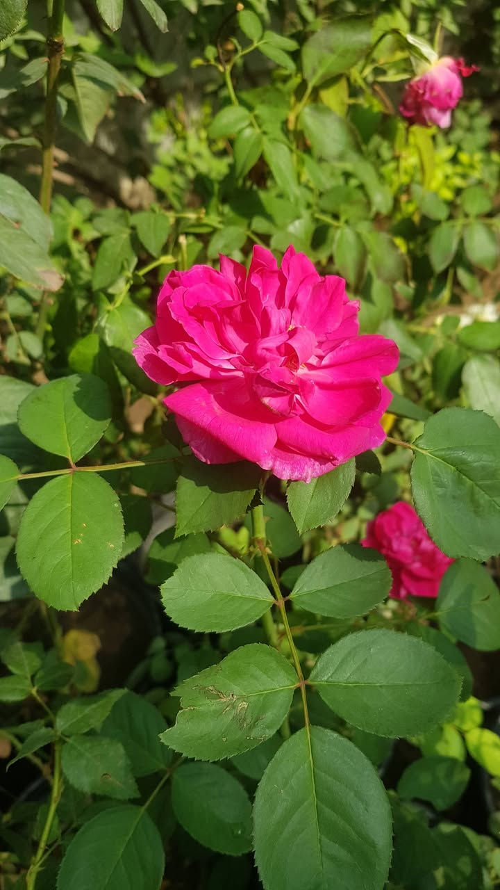 جوري عراقي • عطري • شتلة