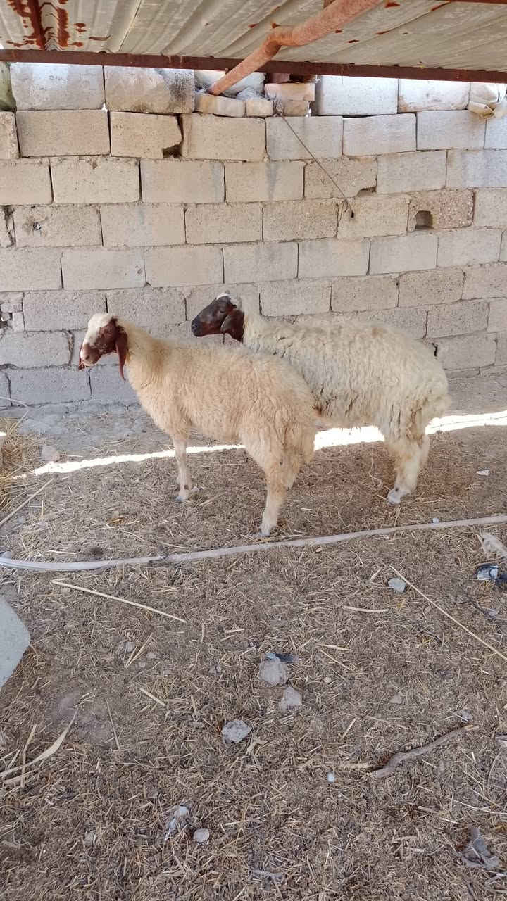 السلام عليكم
طليان لبيع مكاني قريب من المدائن سلمان باك اب 

***********
