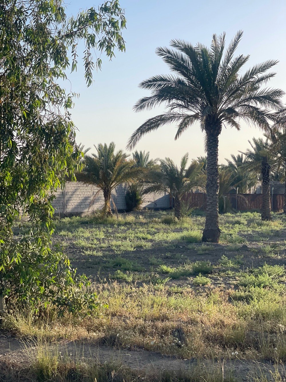 السلام عليكم للبيع 12 دونم طابو زراعي سند 25 مفوض بالطابو يعني ثاني يوم فتح بيان الاراض شوفة عينكم جداً ممتازه وموقعها كلش حلو متوفر بيها كل الخدمات ترهم سكن مزارع استثمار العنوان التاجي منطقة الشيخ عامر مقابيل سبع البور على ذراع دجله اي استفسار الاتصال بالرقم ***********