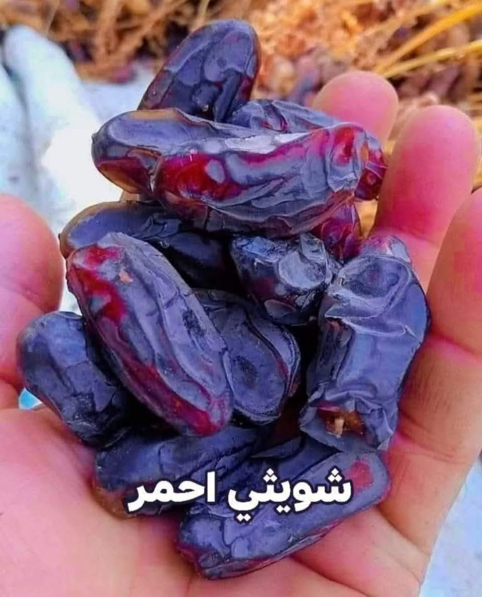 محبي زراعة النخيل يتوفر فساءل للبيع. 
              💫🥇الشويثي الأحمر 🥇💫
         
العنوان ذي قار سوق الشيوخ تواصل على رقم ***********... 🇮🇶 ابو علي النخيل 
      
         💫مسؤول مزرعة ذي قار💫
🤔يوجد خدمة توصيل لجميع المحافظات 🇮🇶

نص مكتوب في الصور:
- شويثي احمر
- Hassan Gallow