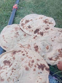 حنطة جيهان • ١٠ طن • نظيفة