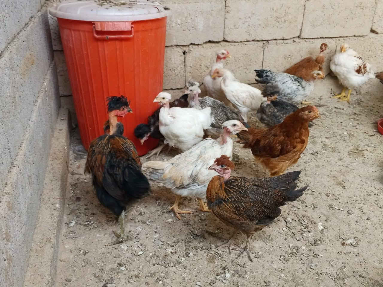 بارۆکو • كەلەشێران • جوتي