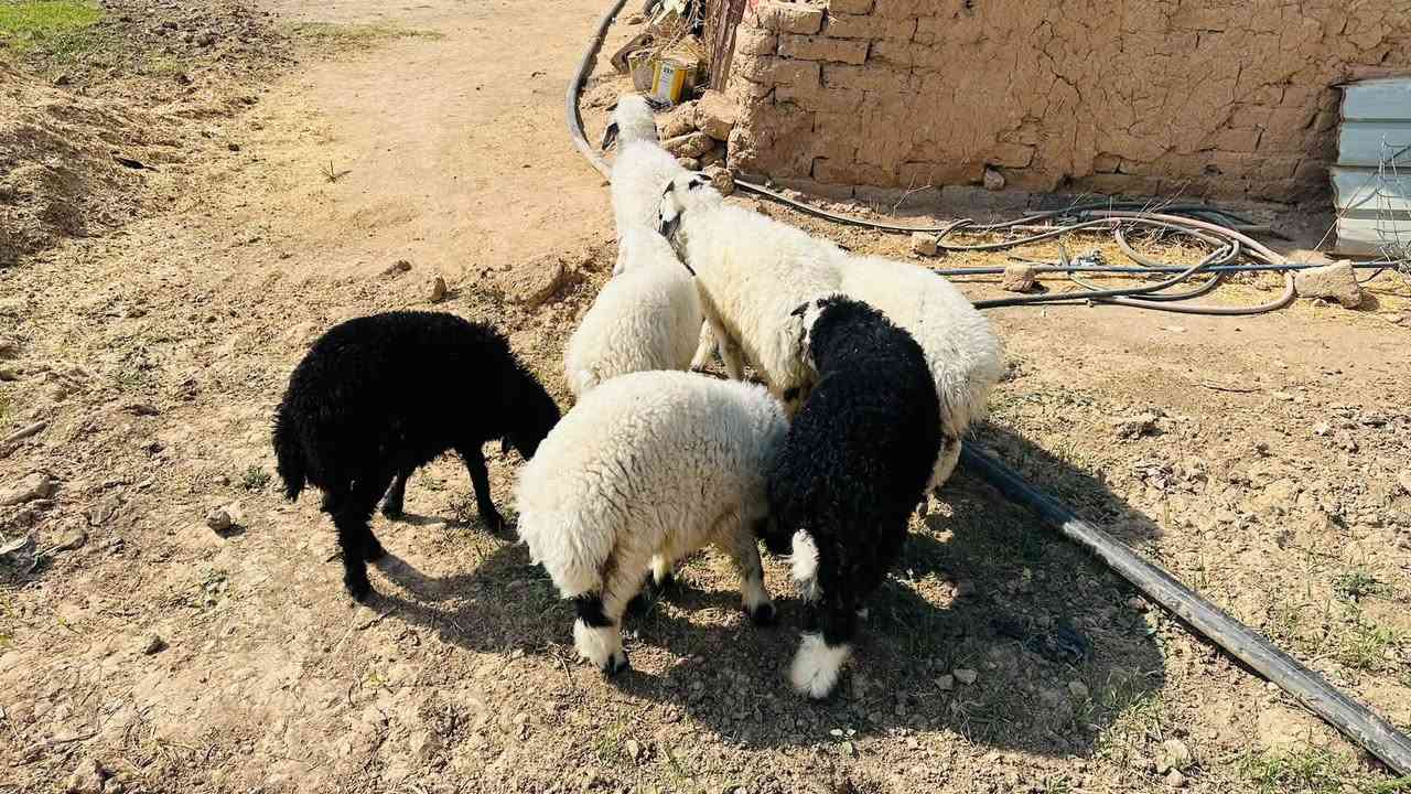 اسلام عليكم
طليان للبيع العد 7
حلوات اسمان 
يرهمن لحم ويرهمن ذبح 

سعر الزوج 625

***********
المكان الشرقاط اسديره
