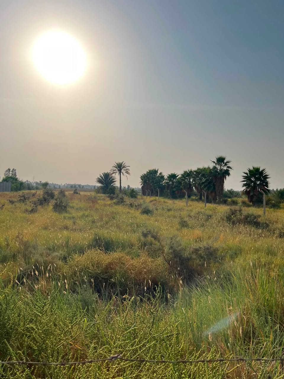 دونمان • سند 25 • بابل المحاويل