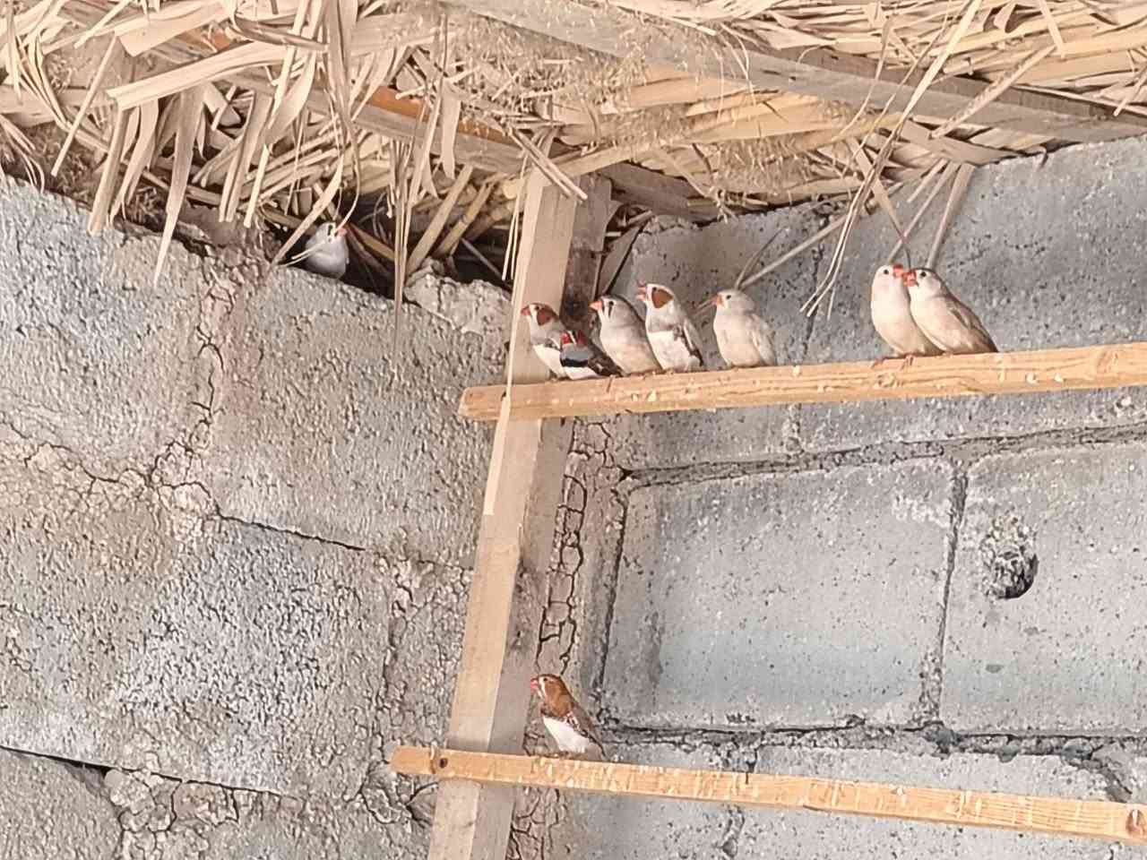 فناجس جانبو اوسوبر جانبو العدد 10 5فحوله 5 نثايه مزاويج كلهن بياضات المكان شهربان بلور السعر الزوج ١٤ الرقم الهاتف ***********
