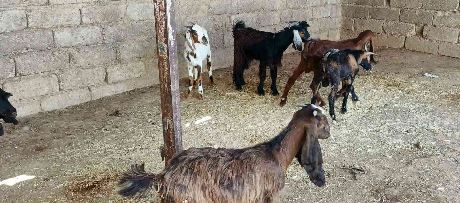 ٦ مربوطة • حلوات • الشرقاط