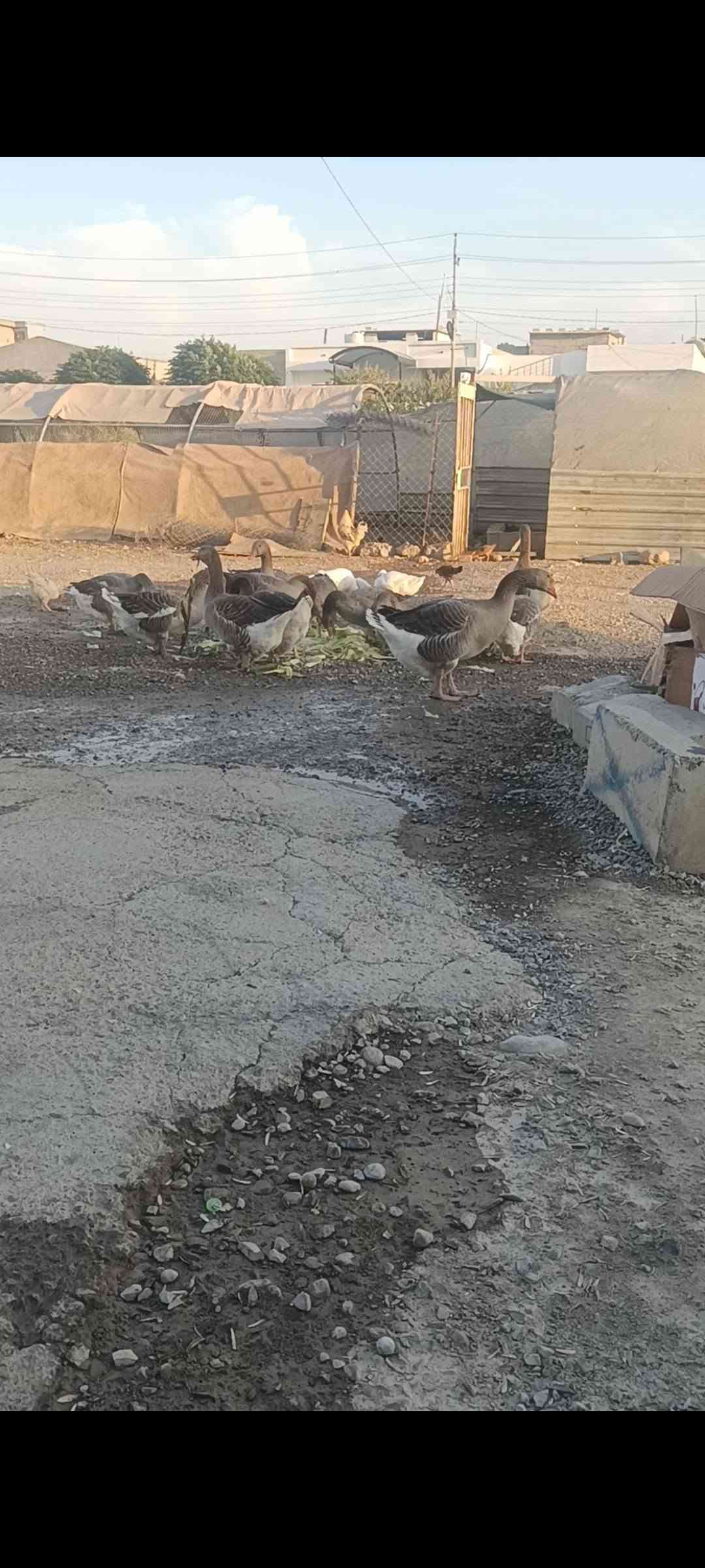 بسم اللەالرحمن الرحیم
ماشاڵالەماڵی هەمولیەک وەجبەیەک قازی تایبەت فول هەنگاری جی36ی اسڵ بۆفرۆشتن نرخی جوتی240هەزارومعامەلەیەکی برایانە شوێن حاجیاوا ژم
*********** كويسينجاك, أربيل
