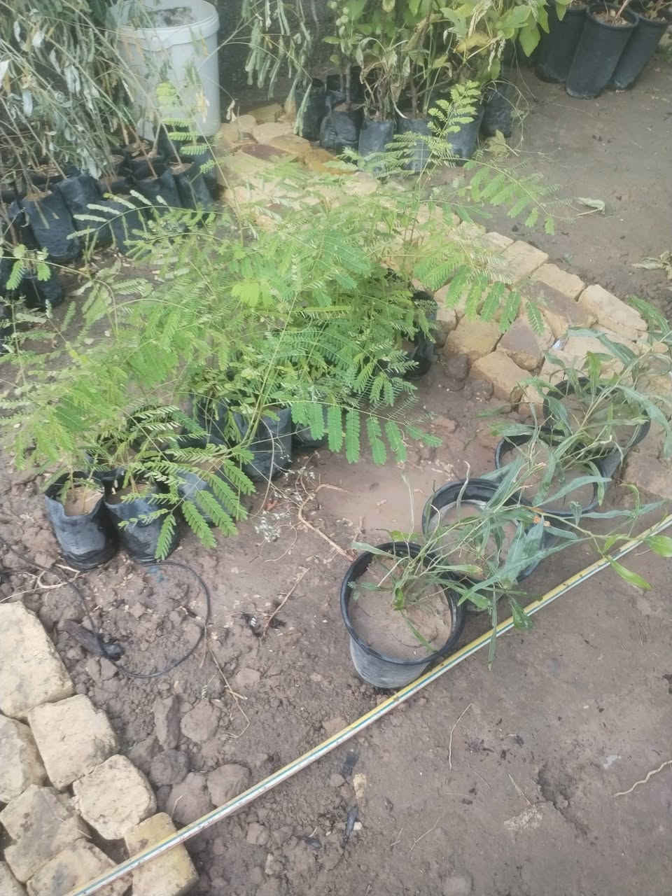 بسم الله الرحمن الرحيم 
يعلن مشتل الزهراء في ميسان عن توفر فسائل نخيل 
مجهول 
جوزي أحمر 
بريم 
عبد الهادي 
شويثي أحمر 
بربن
مكتوم
بانسب الأسعار مع وصل ضمان بلصنف والنوعيه 
موجود تشوف وتاكل وتقلع 
انسب الأسعار 
مشتل الزهراء في ميسان العماره بستان دور النفط شارع مجلس محافظة قرب حسينيه الزهراء البتول ع
كذالك يوجد انواع الشتلات وانواع المجذرات والمستلزمات الزراعية والمبيدات ومكافه الارضه والاسمده والبتموس والسنادين كذالك 
مستعدين لزراعه الحداىق والبساتين 
ومكافحه الا، ضه والافات الزراعية 

***********
***********
